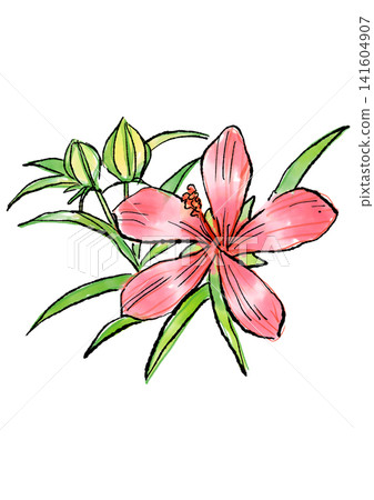 手繪線條畫和水彩插圖,描繪了盛開的楓葉芙蓉花。 手繪線條畫和水彩插圖,描繪了盛開的楓葉芙蓉花。 141604907