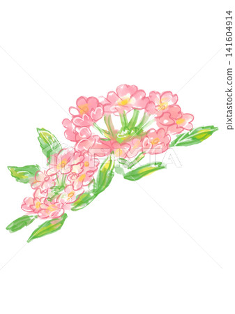 A hand-painted watercolor illustration of verbena flowers in full bloom. 141604914