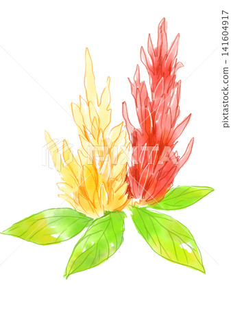 一幅手繪水彩插圖，描繪了盛開的雞冠花。 141604917