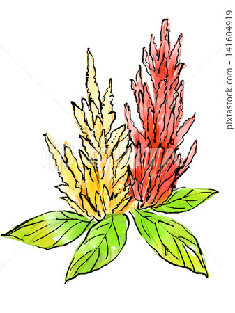 手繪線條畫和水彩插圖,描繪了盛開的雞冠花。 手繪線條畫和水彩插圖,描繪了盛開的雞冠花。 141604919