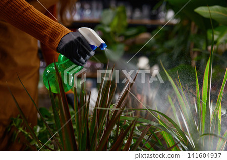 Person in orange sweater waters indoor green plants carefully Person in orange sweater waters indoor green plants carefully 141604937