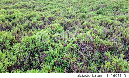 Wide Texture Background of Overgrown Green Grass Meadow 141605143