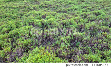 Thick Dense Wild Green Grass Field Surface Pattern Thick Dense Wild Green Grass Field Surface Pattern 141605144