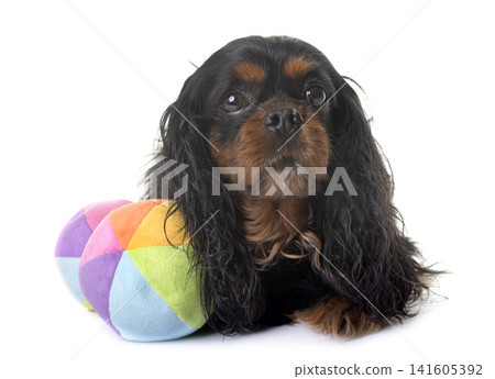 cavalier king charles cavalier king charles 141605392