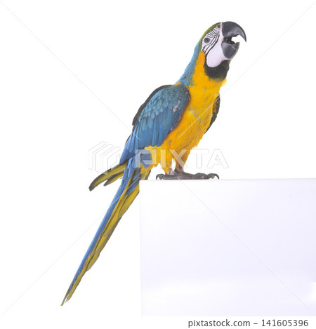 Blue-and-yellow macaw in studio Blue-and-yellow macaw in studio 141605396