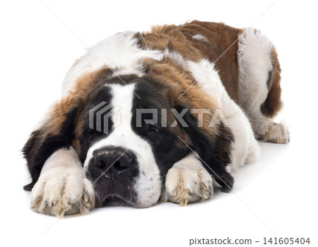 young saint bernard 141605404