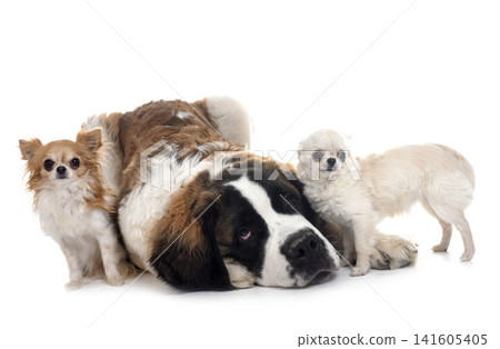 young saint bernard and chihuahuas young saint bernard and chihuahuas 141605405