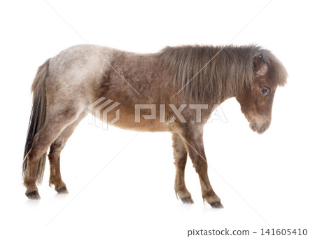 Falabella miniature horse Falabella miniature horse 141605410