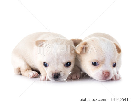 puppies chihuahua in studio puppies chihuahua in studio 141605411