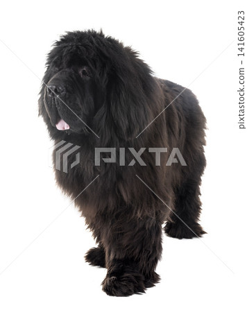 newfoundland dog in studio 141605423
