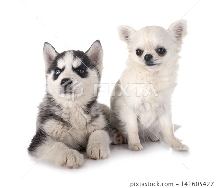puppy siberian husky and chihuahua puppy siberian husky and chihuahua 141605427