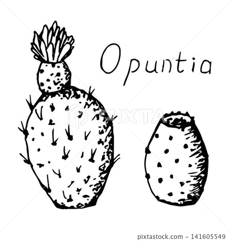 Hand-drawn vector set of black outline, cactus drawing, opuntia flower and fruit, prickly pear, Indian fig on a white background. Organic foods, succulents, diet. Hand-drawn vector set of black outline, cactus drawing, opuntia flower and fruit, prickly pear, Indian fig on a white background. Organic foods, succulents, diet. 141605549