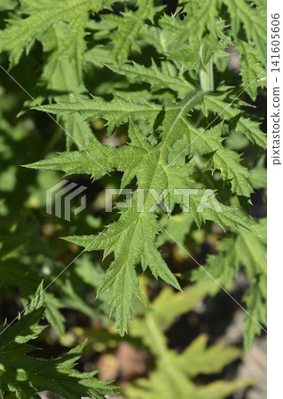 Southern globethistle Southern globethistle 141605606