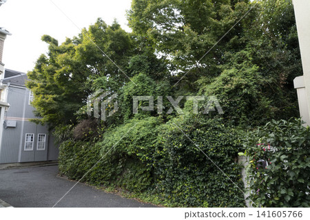 一棟破舊的空屋被遺棄在居民區,完全被常春藤和樹木覆蓋。 一棟破舊的空屋被遺棄在居民區,完全被常春藤和樹木覆蓋。 141605766