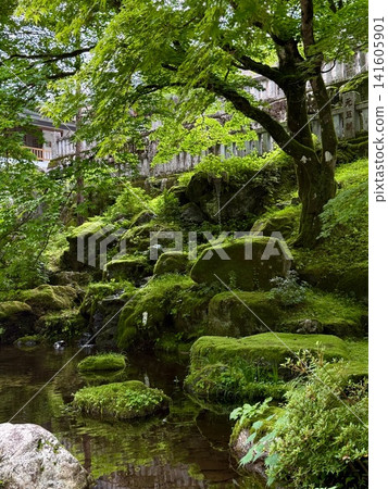 花園裡長滿了苔蘚覆蓋的岩石，一條清澈的小溪從中流過，周圍環繞著綠色的楓葉。 141605901