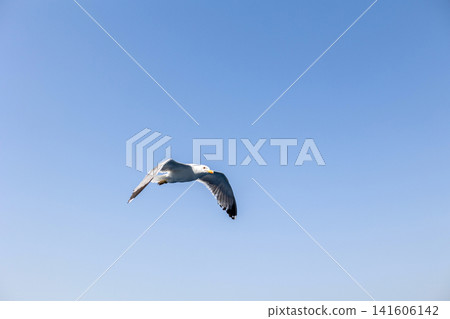 single seagull flying with open wings in clear, bright blue summer sky single seagull flying with open wings in clear, bright blue summer sky 141606142