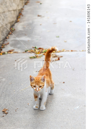 Small stray kitten, ginger and white on the street Small stray kitten, ginger and white on the street 141606143