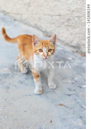 Small stray kitten, ginger and white on the street Small stray kitten, ginger and white on the street 141606144