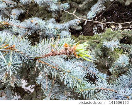 Picea pungens branch with new growth and blue-green needles in natural outdoor setting 141606153