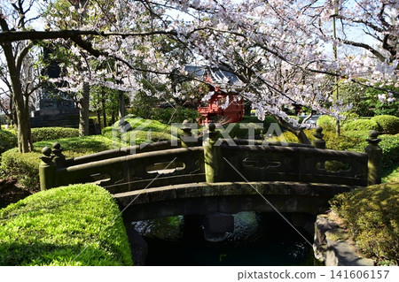 春日的淺草,東京,日本:淺草寺內美麗的花園,櫻花盛開,還有一座古色古香的石橋。 春日的淺草,東京,日本:淺草寺內美麗的花園,櫻花盛開,還有一座古色古香的石橋。 141606157