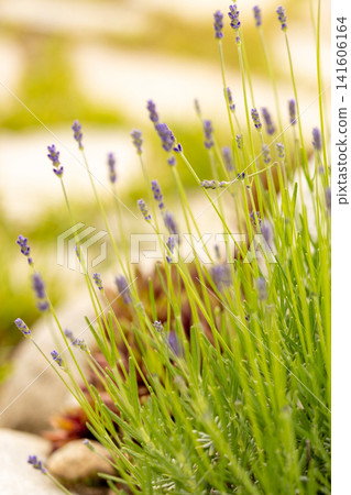 green lavender bush with young purple flower buds starting to bloom in a sunny summer garden green lavender bush with young purple flower buds starting to bloom in a sunny summer garden 141606164