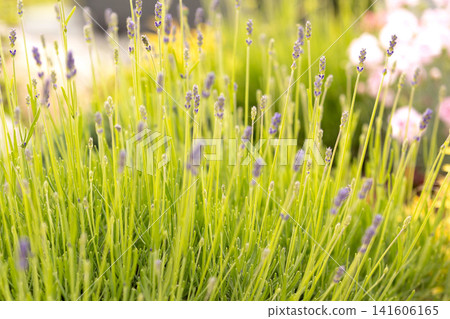 green lavender bush with young purple flower buds starting to bloom in a sunny summer garden green lavender bush with young purple flower buds starting to bloom in a sunny summer garden 141606165