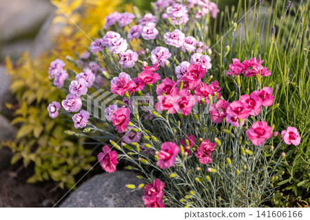 pink and magenta dianthus flowers blooming with decorative shrubs 141606166