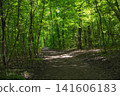 Forest path winding through vibrant green trees 141606183