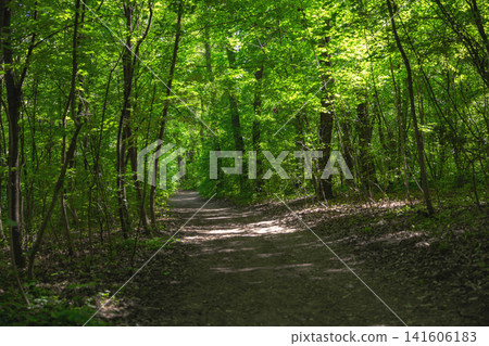 Forest path winding through vibrant green trees Forest path winding through vibrant green trees 141606183