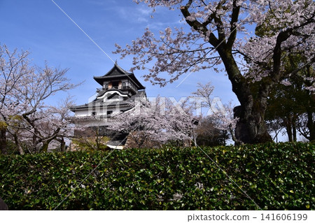 Inuyama City, Aichi Prefecture, Japan: Inuyama Castle in spring and cherry blossoms in full bloom, Japan's oldest national treasure castle tower and beautiful blue sky Inuyama City, Aichi Prefecture, Japan: Inuyama Castle in spring and cherry blossoms in full bloom, Japan's oldest national treasure castle tower and beautiful blue sky 141606199