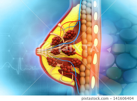 Anatomy of the female breast Anatomy of the female breast 141606404