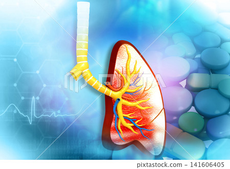 Anatomy of human lungs Anatomy of human lungs 141606405