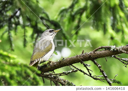 灰頭綠啄木鳥 灰頭綠啄木鳥 141606418