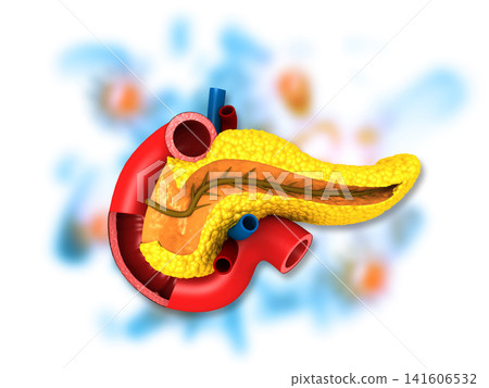 Anatomy of pancreas Anatomy of pancreas 141606532