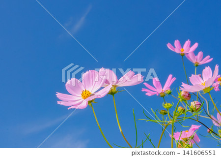 Pink cosmos shining in the autumn sky Pink cosmos shining in the autumn sky 141606551