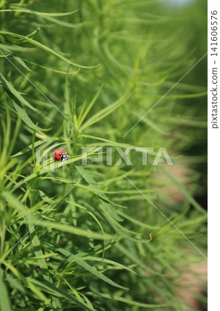 瓢蟲棲息在北海道美瑛町四季彩之丘的地膚植物上。 瓢蟲棲息在北海道美瑛町四季彩之丘的地膚植物上。 141606576