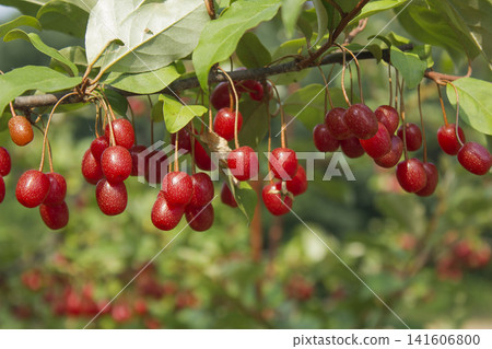 Ripe Autumn Olive Berries (Elaeagnus Umbellata) growing on a branch . oleaster Ripe Autumn Olive Berries (Elaeagnus Umbellata) growing on a branch . oleaster 141606800