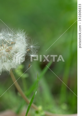 Dandelion fluff Dandelion fluff 141606833