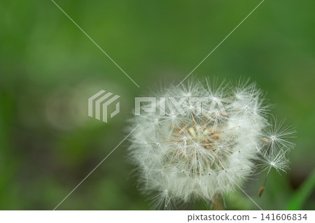 Dandelion fluff Dandelion fluff 141606834