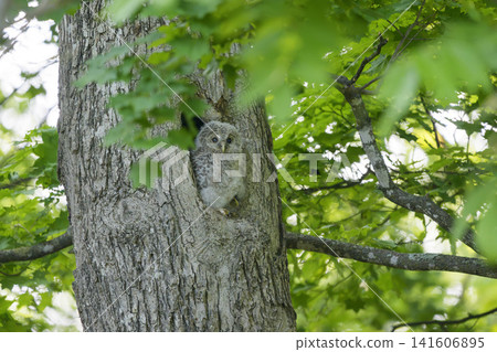 Ezo owl chicks prepare to leave the nest in a tree hollow in the forests of Hokkaido. (Wild animal) Ezo owl chicks prepare to leave the nest in a tree hollow in the forests of Hokkaido. (Wild animal) 141606895