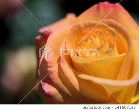 Rose flower "Mona Lisa" blooming in May Rose flower "Mona Lisa" blooming in May 141607186