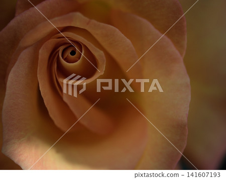 Rose flower "Mona Lisa" blooming in May Rose flower "Mona Lisa" blooming in May 141607193