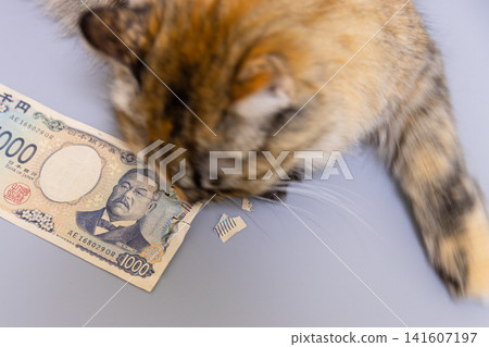 A cat and a thousand-yen bill: A chewed-up banknote and the culprit behind it. A cat and a thousand-yen bill: A chewed-up banknote and the culprit behind it. 141607197