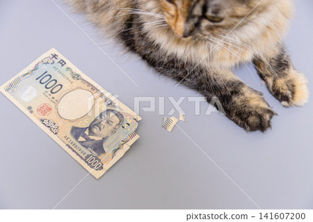 A cat and a thousand-yen bill: A chewed-up banknote and the culprit behind it. A cat and a thousand-yen bill: A chewed-up banknote and the culprit behind it. 141607200