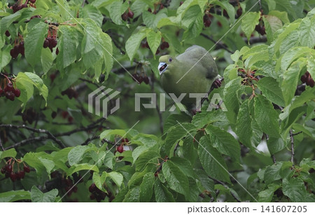 A female Red-headed Green Dove eating a cherry. A female Red-headed Green Dove eating a cherry. 141607205