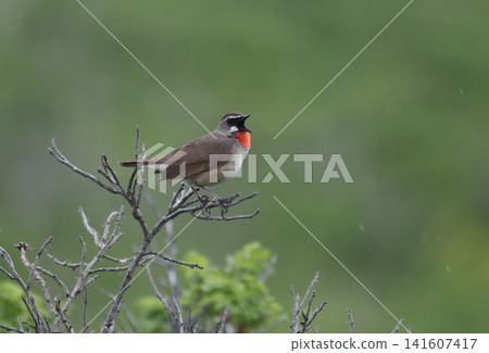 A male Siberian Rubythroat singing A male Siberian Rubythroat singing 141607417