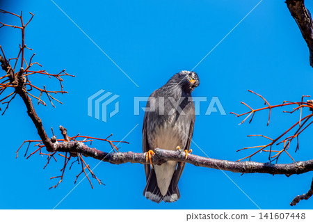 椋鳥在樹枝上 椋鳥在樹枝上 141607448