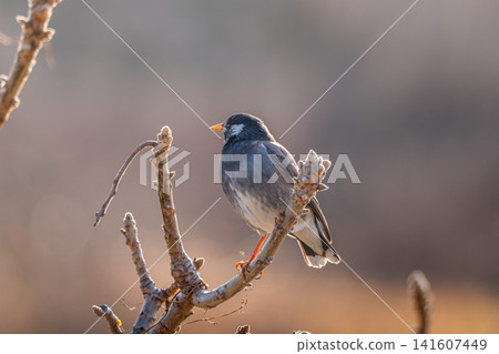 椋鳥在樹枝上 椋鳥在樹枝上 141607449