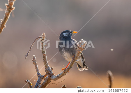 椋鳥在樹枝上 141607452
