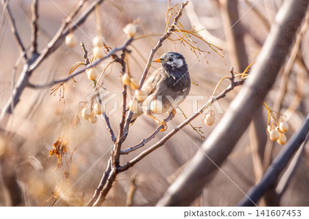 椋鳥在樹枝上 椋鳥在樹枝上 141607453